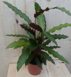 Calathea Wave Star Pauwenplant smal donkergroen blad 30 cm -, Huis en Inrichting, Kamerplanten, Verzenden