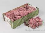 Rendiermos ijslandsmos roze +/- 500 gram., Nieuw, Ophalen of Verzenden