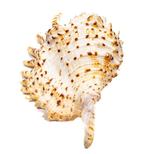 Violet spinnenhuisje GEM **verzamelobject** Taxidermie, Verzamelen, Nieuw