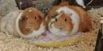 De ZOMER SHOP voor cavia en konijn, Ophalen of Verzenden, Nieuw, Overige typen