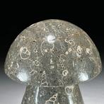 Geen minimumprijs - Indrukwekkende handgesneden Turritella, Antiek en Kunst