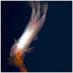 Roberto Cavalli (1971) - XL - Koi Carp, in double exposure /