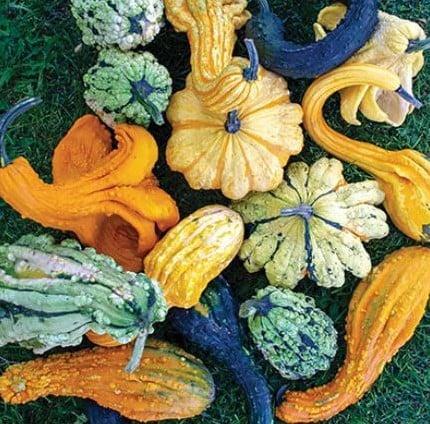 Beetlejuice F1 250 zaden kalebas, Hobby en Vrije tijd, Knutselen, Nieuw, Ophalen of Verzenden