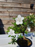 Azalea bonsai (Rhododendron) - Hoogte (boom): 20 cm - Diepte