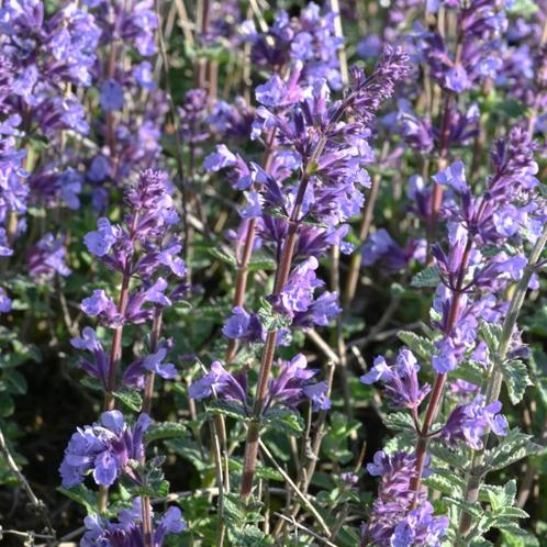 Nepeta faassenii - Potmaat 9x9 cm, Tuin en Terras, Planten | Tuinplanten, Ophalen of Verzenden