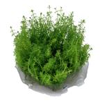 EcoScape Myriophyllum Guyana | In vitro cup, Ophalen of Verzenden, Nieuw