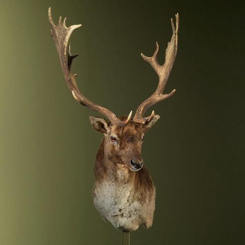 Damhert Taxidermie Opgezette Dieren By Max, Verzamelen, Dierenverzamelingen, Opgezet dier, Nieuw, Wild dier, Ophalen of Verzenden