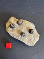Trilobiet - Fossiele plaatmatrix - Acastoides sp. - 2.5 cm -