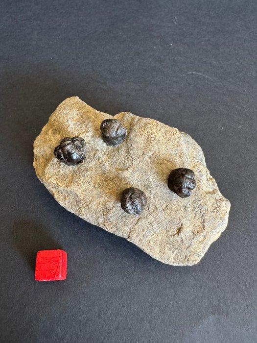 Trilobiet - Fossiele plaatmatrix - Acastoides sp. - 2.5 cm -, Verzamelen, Mineralen en Fossielen