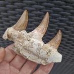 Fossil mosasaur jaw - Gefossiliseerde kaak - Mosasaurus, Verzamelen