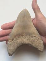 Grote Megalodon tand 14,6 cm - Fossiele tand - Carcharocles