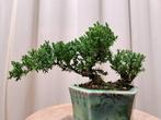 Jeneverbes bonsai (Juniperus) - Hoogte (boom): 11 cm -, Antiek en Kunst