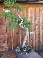 Den bonsai (Pinus) - Hoogte (boom): 85 cm - Diepte (boom):