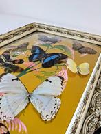 Vlinder Taxidermie volledige montage - Morpho Menelaus - 60, Verzamelen, Dierenverzamelingen, Nieuw