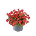 Portulaca - Tropical Punch / 30 cm hangpot, Ophalen of Verzenden