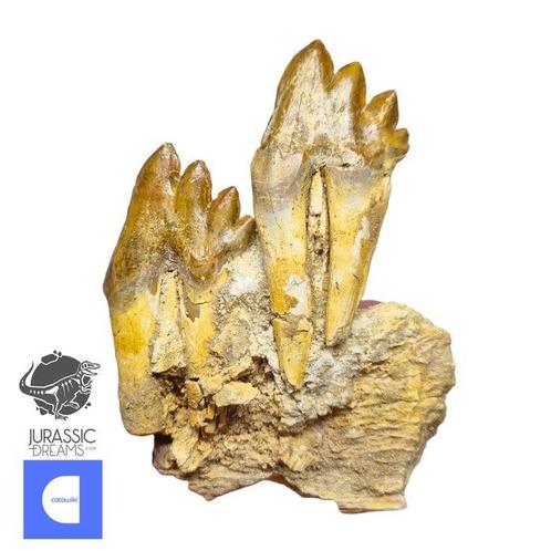 Indrukwekkende, goed bewaarde Basilosaurus (voorouder van de, Verzamelen, Mineralen en Fossielen
