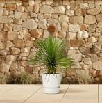 Yucca Rostrata op stam | 70 cm - Ø27cm, Verzenden