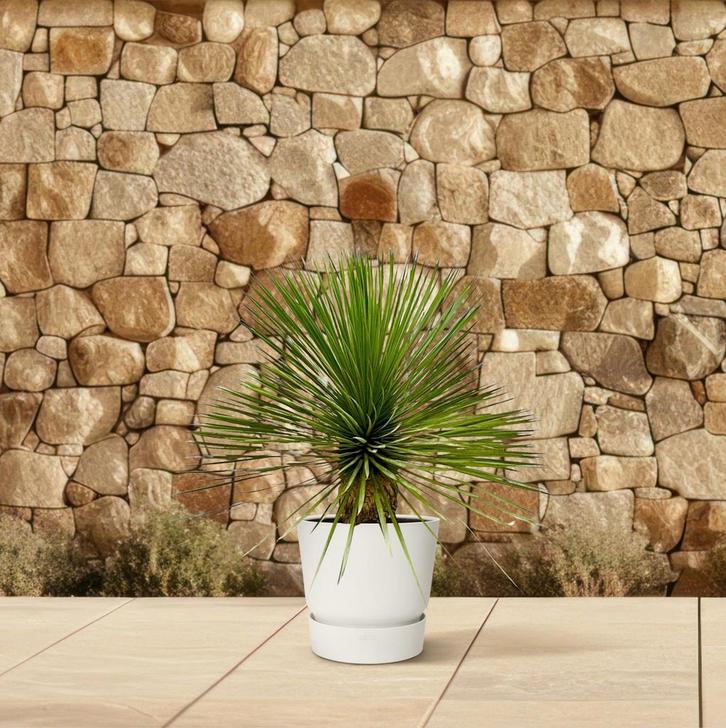 Yucca Rostrata op stam | 70 cm - Ø27cm, Huis en Inrichting, Kamerplanten, Verzenden