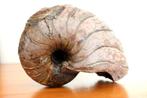 Nautilus - Gefossiliseerde schelp - Cenoceras toarcense - 10