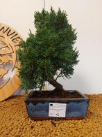 Jeneverbes bonsai (Juniperus) - Hoogte (boom): 29 cm -