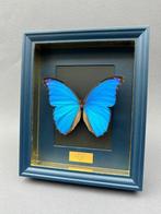 Vlinder Taxidermie volledige montage - Morpho didius - 28 cm, Verzamelen, Dierenverzamelingen, Nieuw