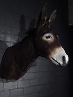 African Wild Donkey Taxidermie wandmontage - Equus africanus, Verzamelen, Nieuw