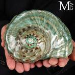 Monumentale Schelp Turbo Marmoratus – Gepolijst – Tahiti -