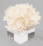 ***Verzamelobject*** kleine vertakt koraal Taxidermie, Nieuw