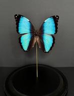 Vlinder Taxidermie volledige montage - Splendide papillon, Antiek en Kunst