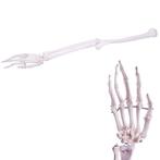 Anatomie model armskelet en hand, Nieuw