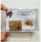 fragment van haar en slagtand in doos Kwartair, Pleistoceen