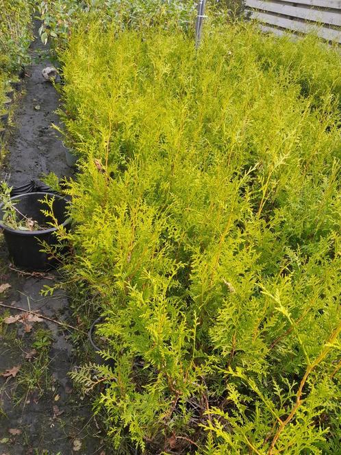 Thuja Brabant Haagconifeer Conifeer in pot 50-60cm €4,50, Tuin en Terras, Planten | Struiken en Hagen, Conifeer, Haag, Ophalen of Verzenden