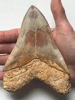 Enorme Megalodon tand 14,5 cm - Fossiele tand - Carcharocles