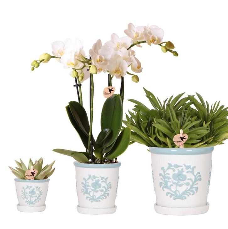Kolibri Company | Plantenset Witte Phalaenopsis Orchidee Ama, Tuin en Terras, Bloembollen en Zaden, Verzenden
