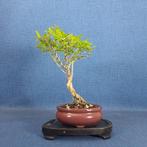 Dwerg granaatappel bonsai (Punica granatum) - Hoogte (boom):, Antiek en Kunst