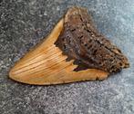 Megalodon - Fossiele tand - 12.5 cm - 9.5 cm, Verzamelen, Mineralen en Fossielen