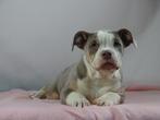 Old English Bulldog pups! t Gezonde type. Mogen direct mee!, Parvo, Nederland, 8 tot 15 weken, Bulldog