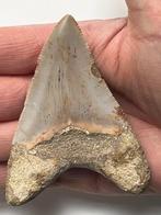Megalodon tand 9,2 cm - Fossiele tand - Carcharocles