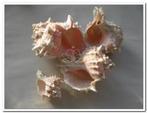Pink Murex schelpen 500 gram, Ophalen of Verzenden, Nieuw