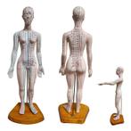 Acupunctuur en meridianen model (vrouw, 50 cm)