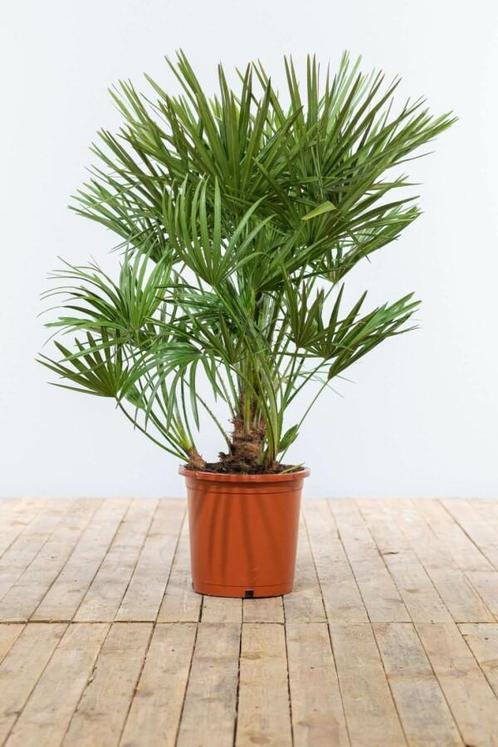 Europese Dwergpalm / Chamaerops Humilis struik 80-100 cm, Tuin en Terras, Planten | Tuinplanten