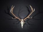 Large Red Stag Trophy Schedel - Cervus elaphus - 70 cm - 110, Nieuw