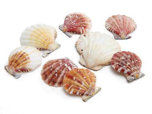 Pecten Vexillum 1kg Schelpen Jacobsschelp, Hobby en Vrije tijd, Knutselen, Nieuw, Ophalen of Verzenden