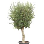 Olijfboom - gladde hoge stam met grote kruin - Omtrek: 40-50, Tuin en Terras, Planten | Bomen, Ophalen of Verzenden