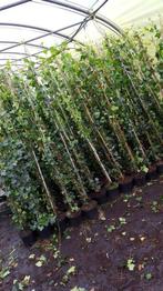 Hedera Hibernica klimop snelgroeiend 200cm gestokt voor €5,-, Ophalen of Verzenden, Bloeit niet, Vaste plant, Klimplanten