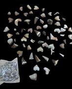 Haai - Fossiele tand - Lote varios tiburones y mosasaurio, Verzamelen