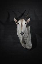 Large Safari head-mount Taxidermie wandmontage - Eland -, Nieuw