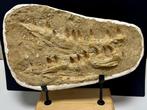 Mosasaurus - Fossiele tanden - mosasaurus - 50 cm, Verzamelen
