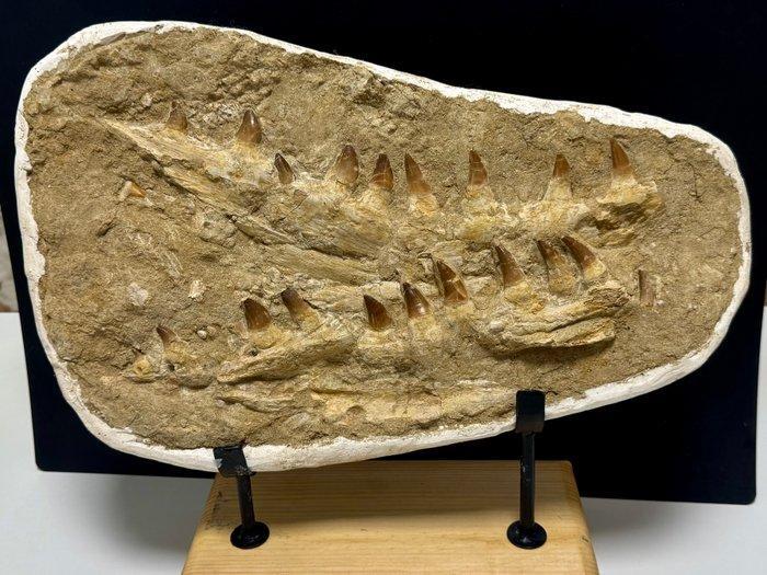 Mosasaurus - Fossiele tanden - mosasaurus - 50 cm, Verzamelen, Mineralen en Fossielen
