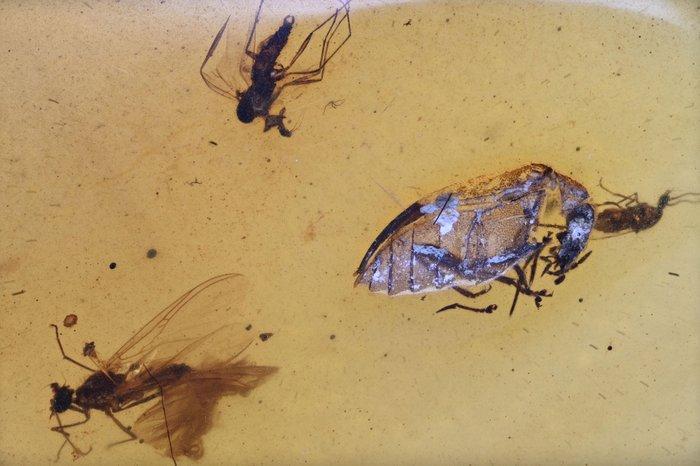 Birmese barnsteen - Fossiele cabochon - Group of 5 pieces,, Verzamelen, Mineralen en Fossielen